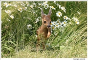 Roe Deer 1